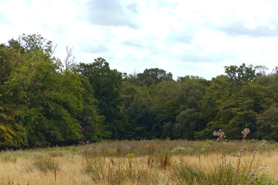 Meadow and woodland near Monkhurst House